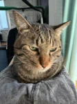 2024年のサロン記事に添えた猫のれいくんの写真