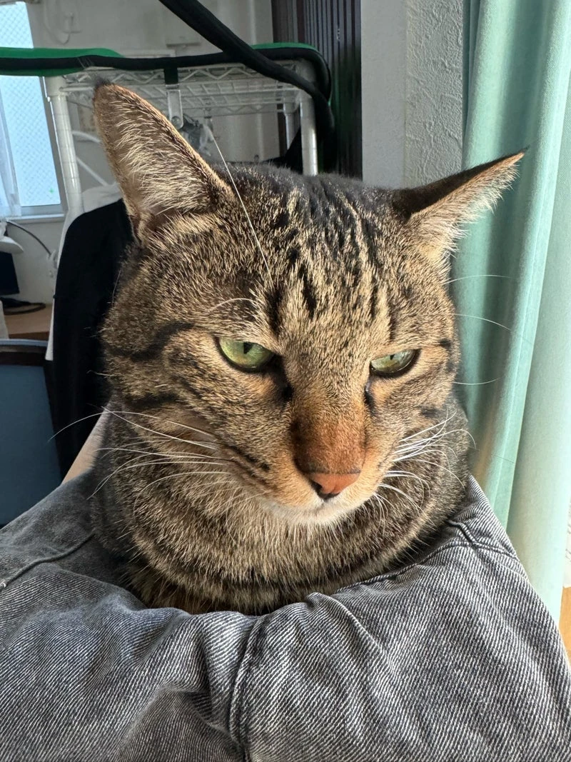 2024年のサロン記事に添えた猫のれいくんの写真