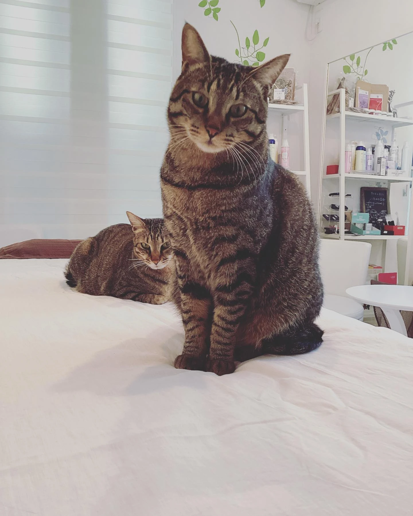 白いベッドの上で、手前に座り奥で伏せている2匹のキジトラ猫